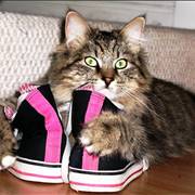 Shoes and Cat